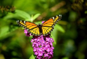 imagenes-de-naturaleza