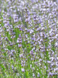 lavender-167750_1280