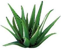 geacosmetics aloevera 3