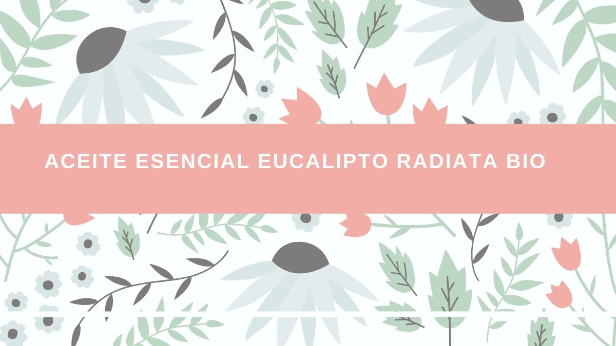 Aceite esencial de eucalipto radiata